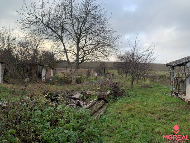The courtyard of a family house in Lúčnica nad Žitavou with fruit trees and unmaintained vegetation.