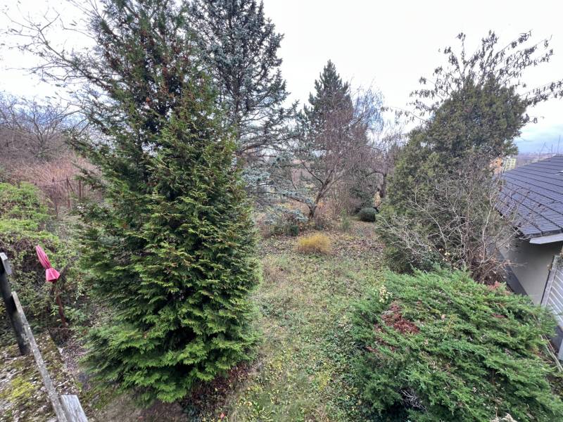 The garden at the cottage on Pod Srdcom Street in Bratislava - Devínska Nová Ves with coniferous trees.