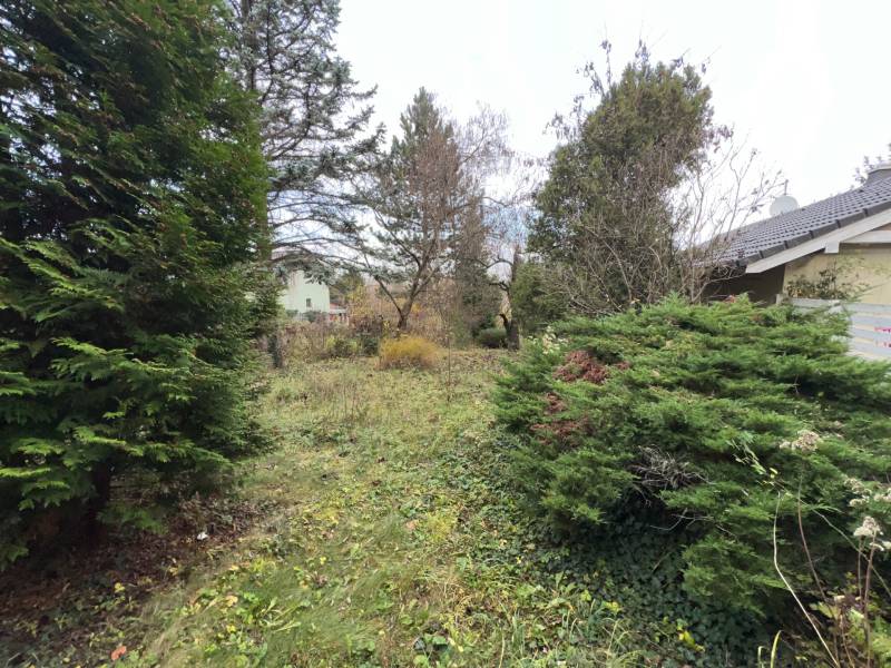 A garden with dense vegetation, coniferous trees near a cottage in Bratislava - Devínska Nová Ves, Pod Srdcom.