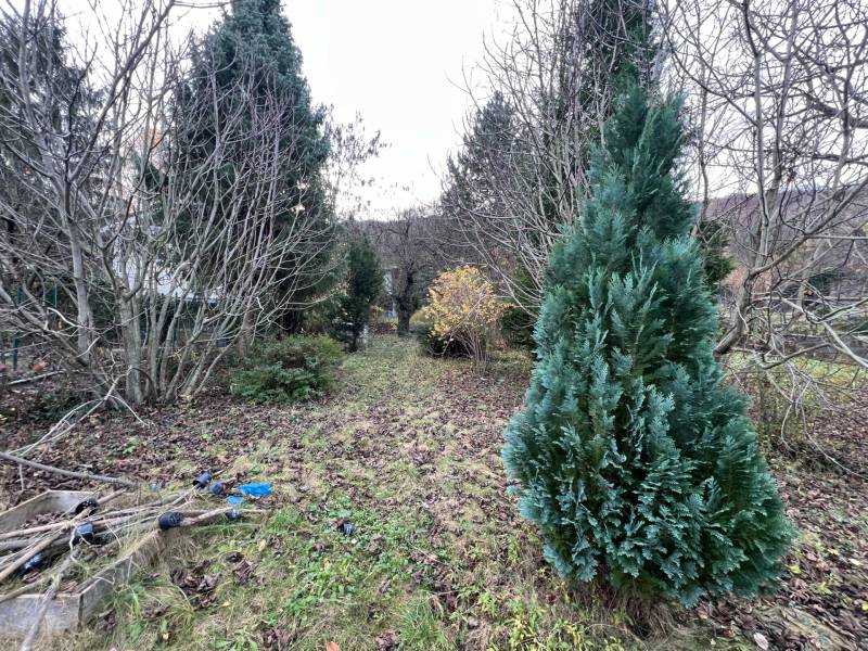 The garden by the cottage on Pod Srdcom Street in Bratislava - Devínska Nová Ves with dense conifers.