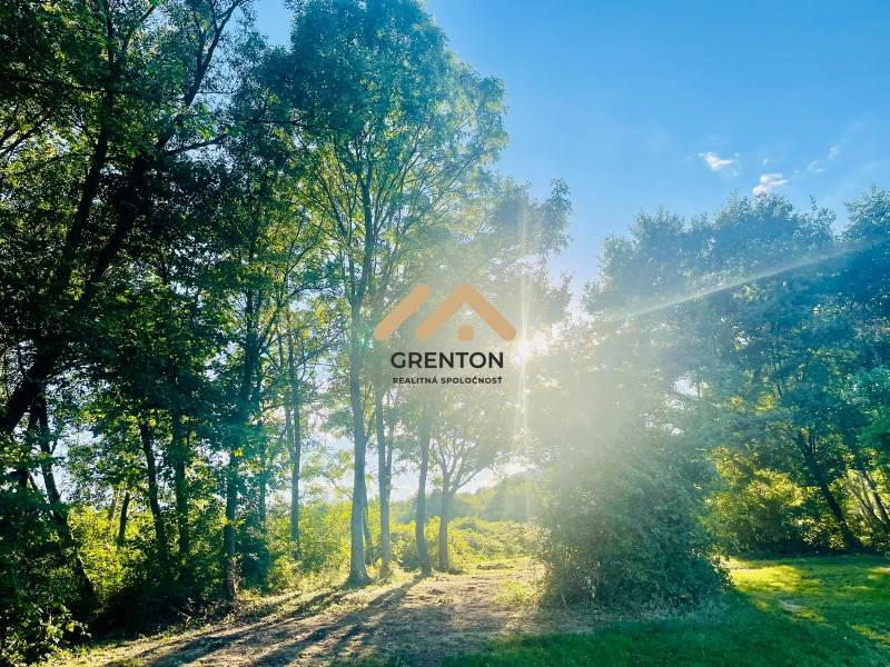 Sunny forest in Kučišdorská Valley, Pezinok, near the cottage, surrounded by trees and dense greenery.