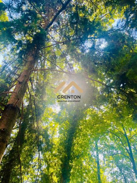 Sun rays pierce through the dense green forest in Kučišdorská Valley in Pezinok.
