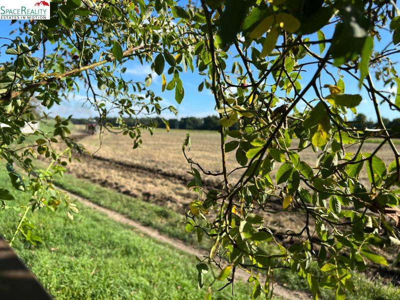 A field behind the trees in Jablonec, near a family house, with a clear blue horizon.