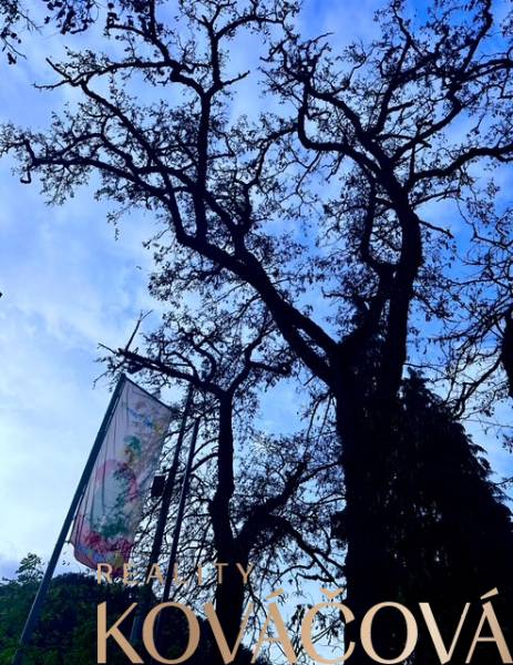 Tree on M.R. Štefánik in Trenčín; label of verified office quality.