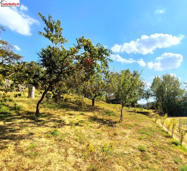 A sunny garden with fruit trees in Partizánske, a peaceful atmosphere under the blue sky.