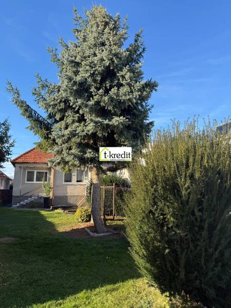 A family house in Machulince with a garden and a lush coniferous tree in front of the house.