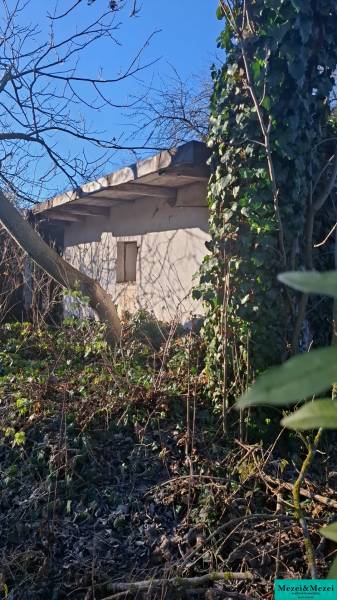 An overgrown garden around the cottage in Suchá nad Parnou with dense vegetation and trees.