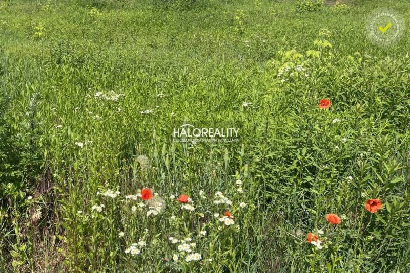 Plots - housing in Nová Polhora with wildflowers and meadow vegetation.