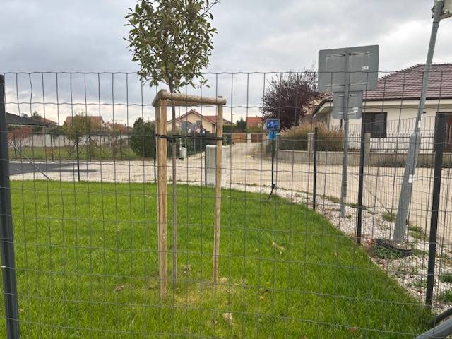 The garden on Fialkova Street in Tomášov with a young tree, behind the fence a family house.