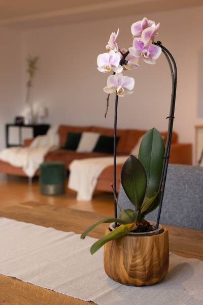 Orchid in a pot, sofa, and wooden decor flooring in a 3-room apartment.
