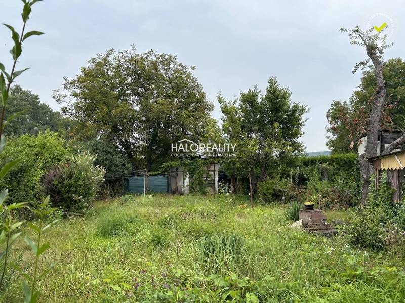 An overgrown plot and a family house surrounded by trees with a simple structure in the garden.
