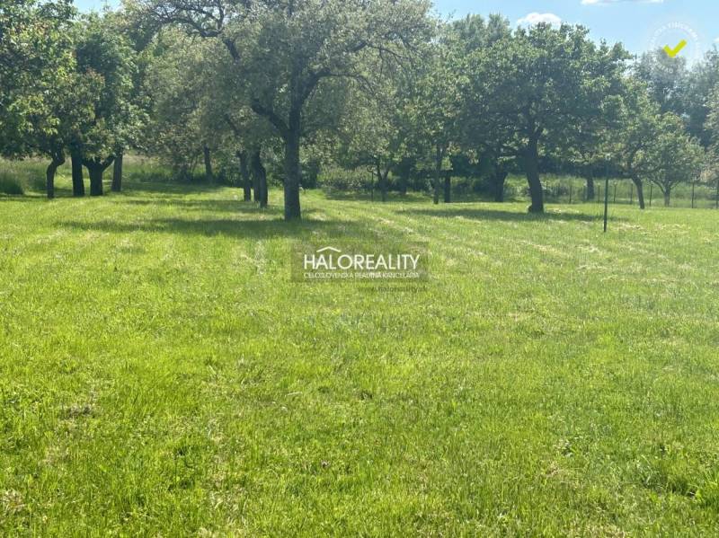 Greenery on a plot with trees, suitable for living, offered by Haloreality.