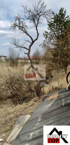 The garden of a family house in Studená with a bush and trees in the background.