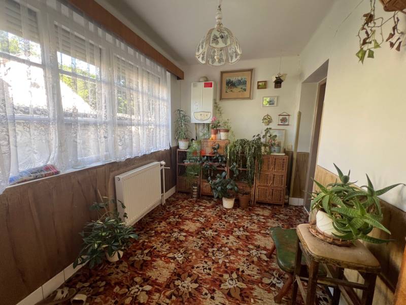 A room in a family house with many plants, a carpet, and a large window with a lace curtain.