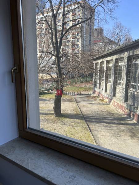 View from the office onto Fazuľová Street in Bratislava - Old Town, tree, sidewalk.