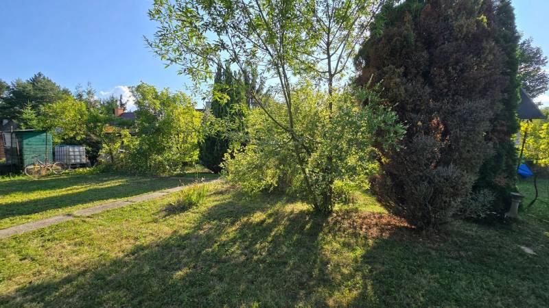 The garden near the cottage in Úľany nad Žitavou; trees, plants, grass, and sunlight.