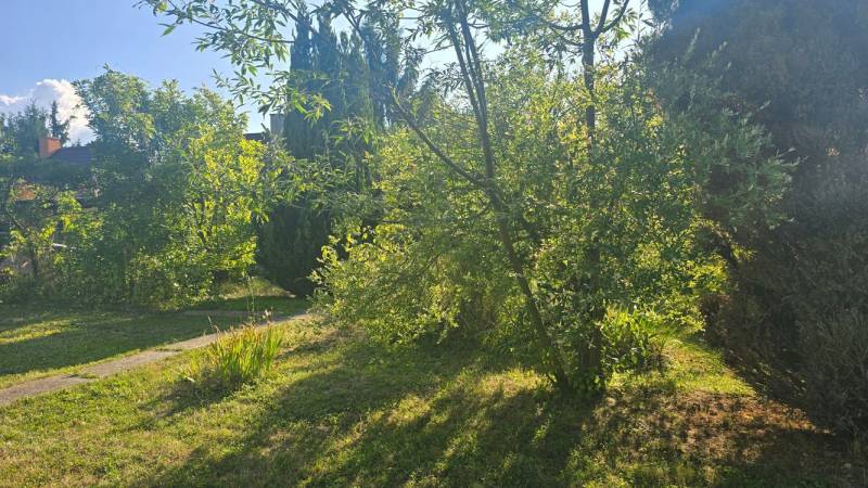 The garden of the cottage in Úľany nad Žitavou with a lawn and trees illuminated by the sun.