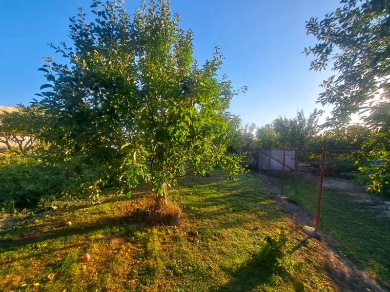 Garden in Kolárovo with a fruit tree and fencing near a family house.