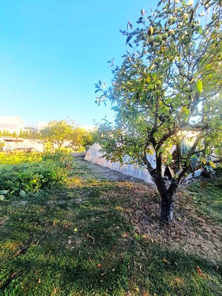 A garden with a fruit tree and a greenhouse at a family house in Kolárovo.