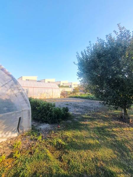 A garden with a greenhouse and a tree near a family house in Kolárovo, blue sky.
