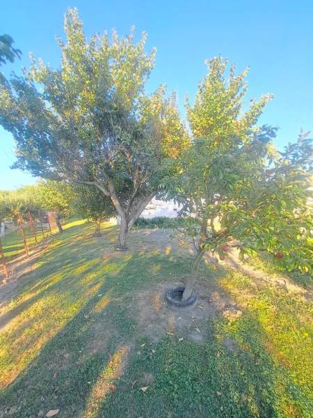 The garden of a family house in Kolárovo with fruit trees and a grassy area.