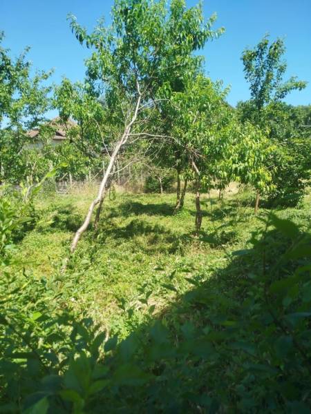 The garden of a family house in Tešedíkovo, surrounded by trees and grass under a clear sky.