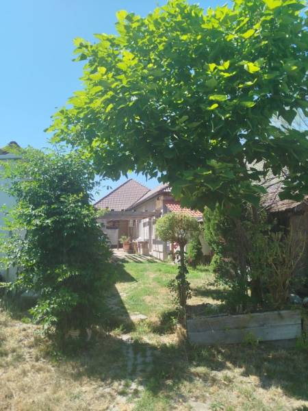 The garden of a family house in Tešedíkovo with lush greenery and smaller trees.