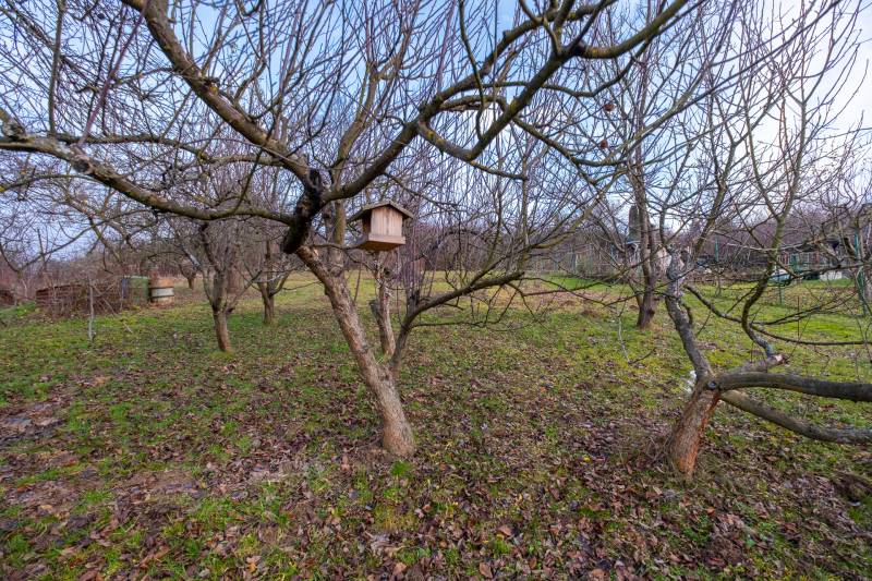 A garden near a cottage in Prešov with a birdhouse hanging on a tree.