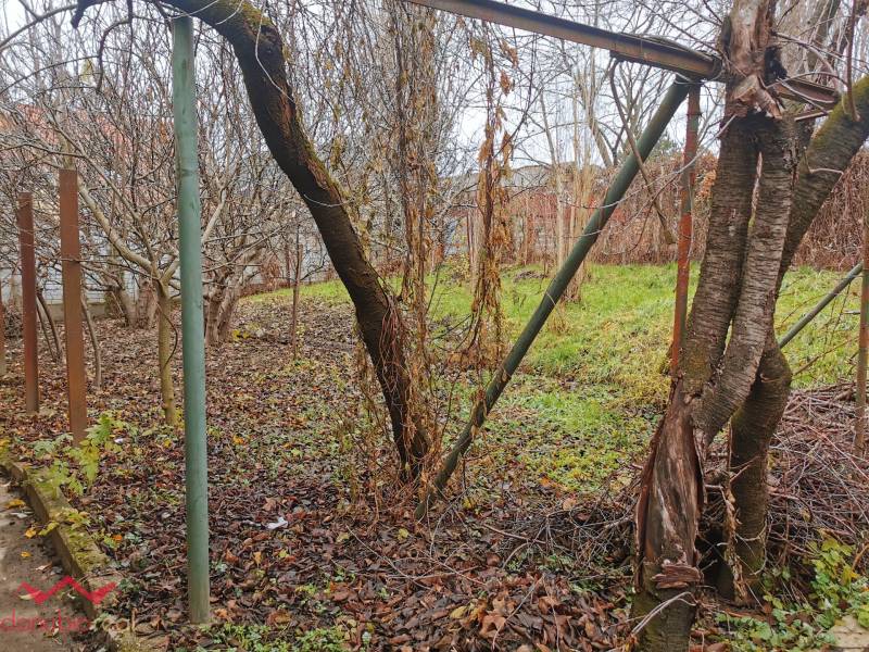 A garden with fallen leaves and vines near a family house in Komárno.