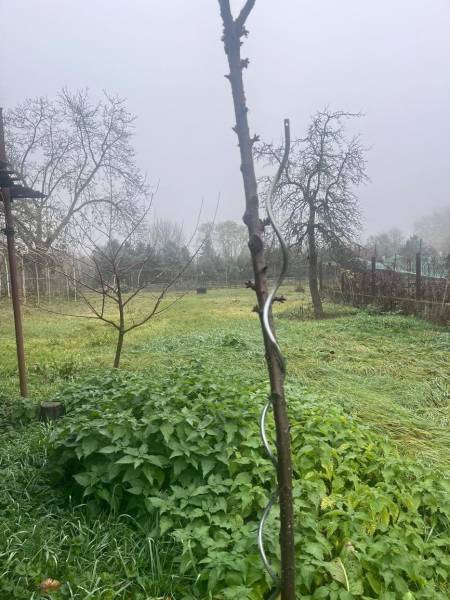 Mist envelops the garden at the family house in Dlhá nad Váhom, with fruit trees.