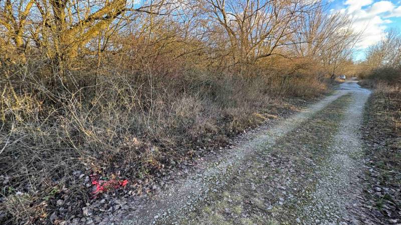 A forest path in the Recreational Grounds in Nová Ves nad Váhom lined with trees and shrubs.