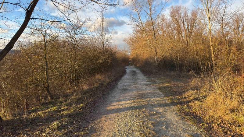 A path surrounded by trees and shrubs in the Recreational Grounds near Nová Ves nad Váhom.
