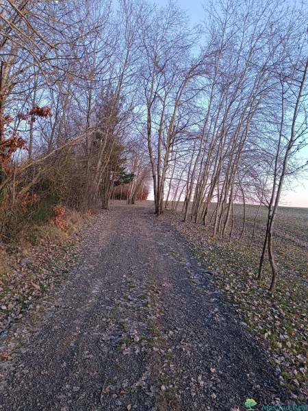 A dirt road lined with trees in the Gardens in Košice - the Šaca district.