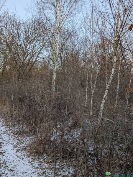 Snow-covered winter gardens in Košice - Šaca district with birch.