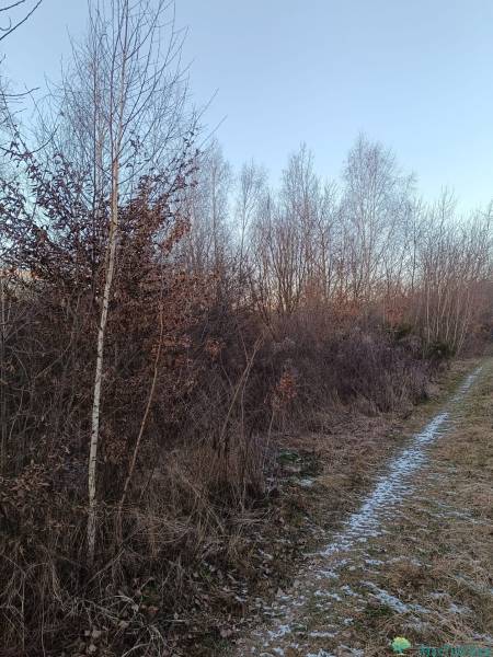 Winter landscape with trees and a path in the Gardens in Košice - the Šaca district.