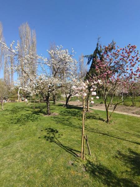 A garden of a family house in Šaľa with blooming trees and a green lawn.