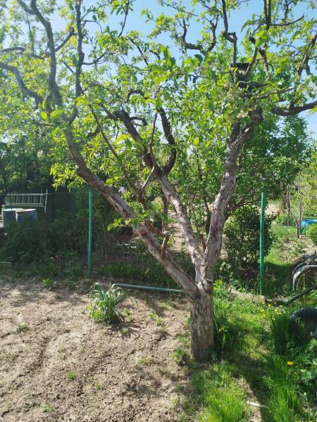 A tree in the garden in Šaľa with a clear sky and a lawn with flowers.
