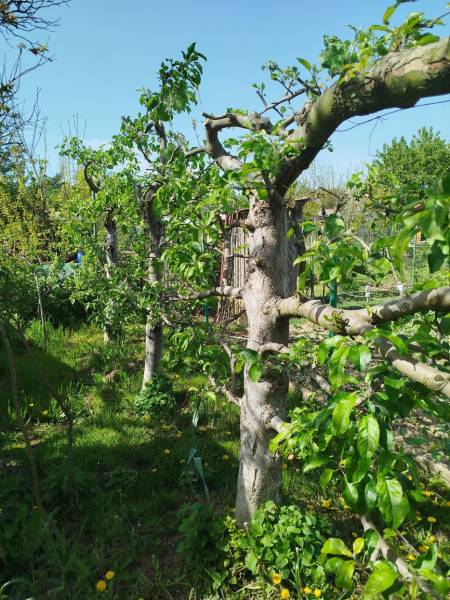 Fruit trees in the garden in Šaľa with young green leaves, blue sky.