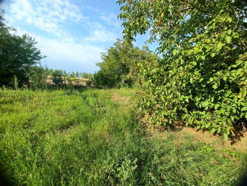 Greenery and trees on residential plots in Veľké Zálužie.