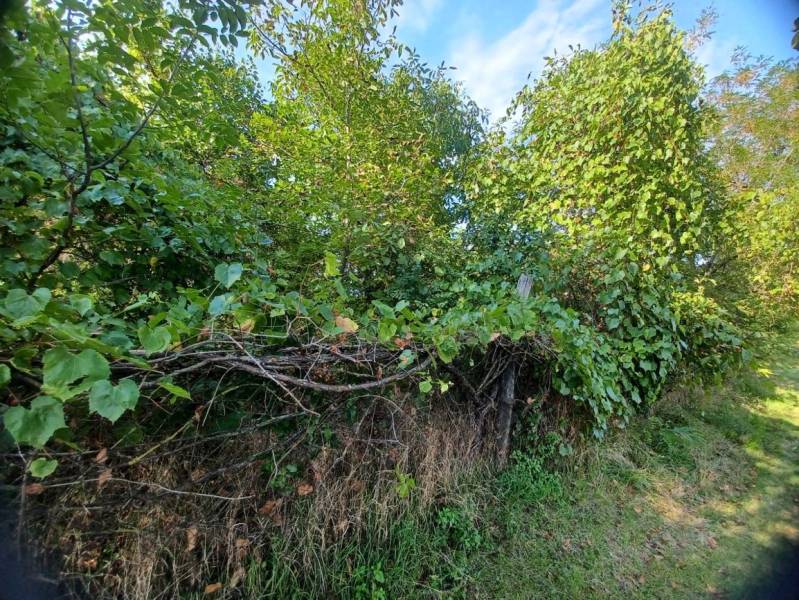 Greenery and fencing in residential plots in Veľké Zálužie, surrounded by dense foliage.