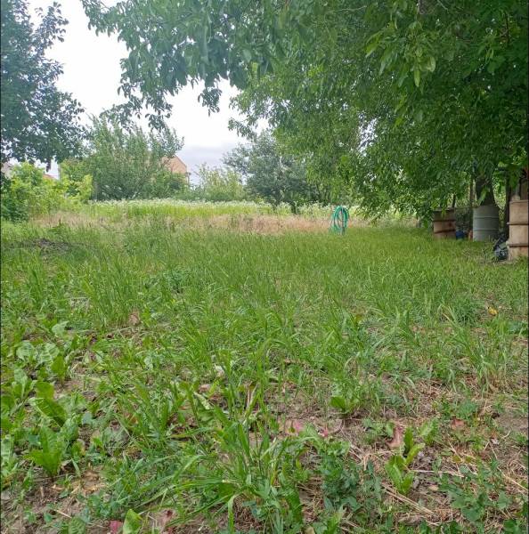 The garden of a family house in Strekov with grass and trees, ideal for relaxing in nature.