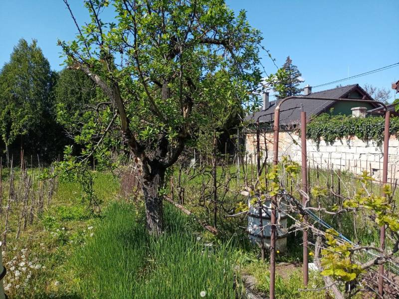 A garden of a family house in Nové Zámky with a tree and vine on a sunny day.