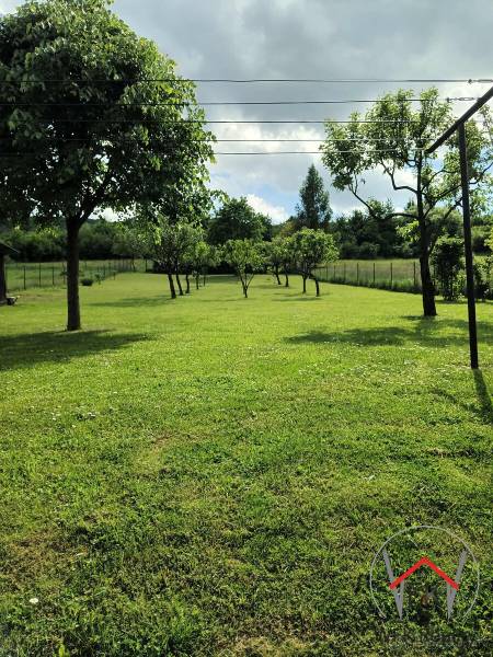 Greenery on a residential plot on Jesenovce Street in the town of Jasenovce with fruit trees.