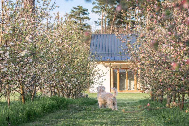 Dog in the garden, blooming trees, building in Láb, Láb surrounded by nature.
