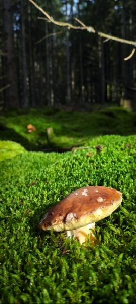 Mushroom harvest in the forest on moss, Terchová, Vrátňanská, nature and forest environment.