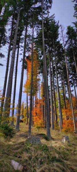 Autumn forest around the village of Terchová in the Vrátna Valley, tall trees and colorful foliage.