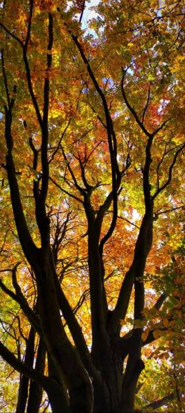 Trees with autumn leaves on Vrátňanská in Terchová create a colorful palette.