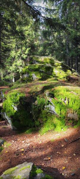 A rocky formation covered with moss in the forest environment of Terchová in Vrátňanská.