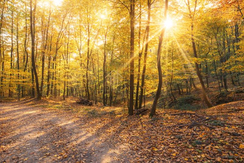 Autumn in the forests of Hrušov with warming sun and fallen leaves on agricultural lands.