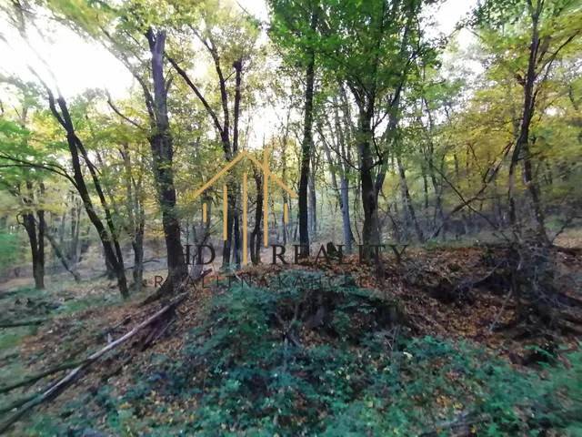 Forest lands in Hrušov, surrounded by green trees and rich vegetation.